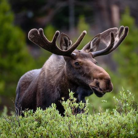 en älg ute i skogen